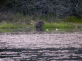 beavers, scotland, aigas, wild-17